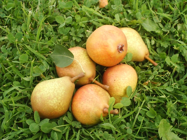 bruine kriekpeer